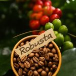 Hạt robusta