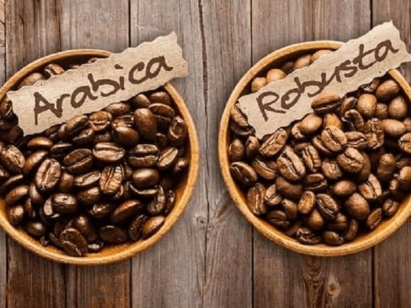 Độ đắng, độ chua và hậu vị

Arabica có độ chua tự nhiên cao hơn, tạo cảm giác thanh thoát và dễ chịu khi uống. Hậu vị thường ngọt nhẹ, lưu lại hương thơm trên đầu lưỡi sau khi thưởng thức.