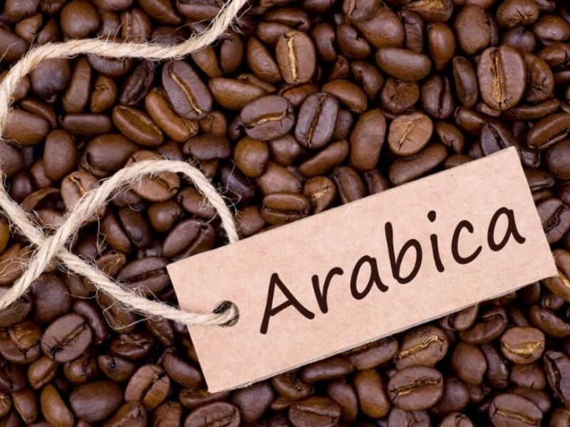 Đặc điểm của cà phê Arabica

Arabica được xem là dòng cà phê cao cấp nhờ hương thơm phong phú và vị cà phê tinh tế. Hạt Arabica có hình bầu dục, rãnh giữa uốn lượn và thường được trồng ở những vùng có độ cao từ 1.000m trở lên. Khi thưởng thức, Arabica mang đến vị chua thanh nhẹ, hậu vị ngọt tự nhiên cùng hương thơm gợi nhớ đến trái cây, hoa hoặc chocolate.