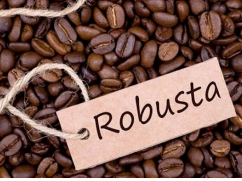Đặc điểm của cà phê Robusta

Robusta là giống cà phê nổi tiếng với hương vị đậm đà và hàm lượng caffeine cao. Hạt Robusta có hình tròn hơn Arabica, dễ thích nghi với điều kiện khí hậu nhiệt đới và được trồng phổ biến tại Việt Nam.