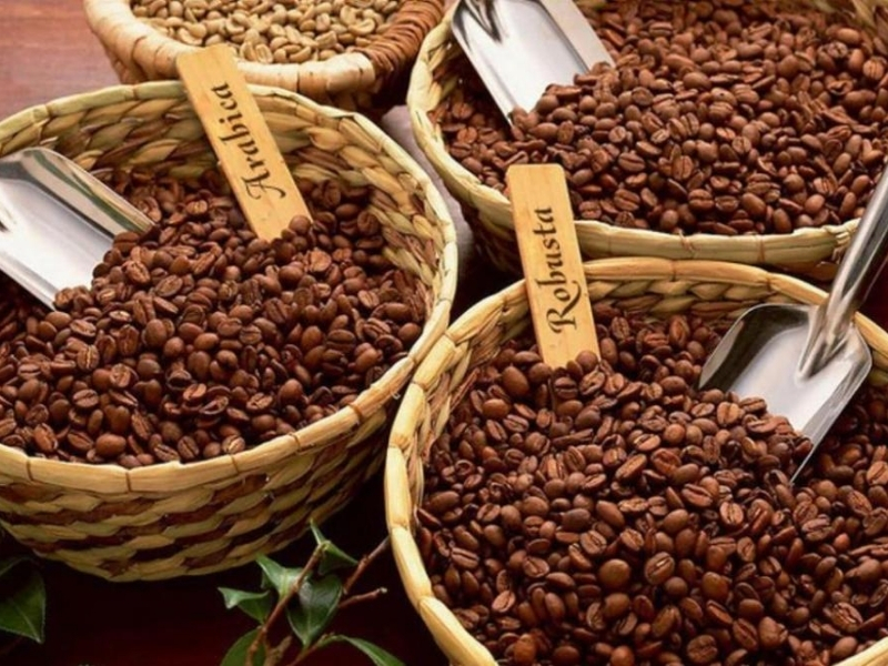 Lợi ích của việc phối trộn

Phối trộn Arabica và Robusta mang lại nhiều lợi ích trong quá trình thưởng thức cà phê. Arabica góp phần tạo nên hương thơm phong phú và vị chua thanh nhẹ, trong khi Robusta bổ sung độ đậm, độ dày của thân cà phê và lượng caffeine cao hơn.

Một số lợi ích nổi bật của việc phối trộn gồm:

Cân bằng giữa hương thơm và vị đậm.
Tạo cảm giác dễ uống hơn so với Robusta nguyên chất.
Tăng độ mạnh và khả năng giữ hương so với Arabica nguyên chất.
Phù hợp với nhiều phương pháp pha chế khác nhau.
Tối ưu chi phí mà vẫn đảm bảo chất lượng ly cà phê.
Robusta là lựa chọn quen thuộc của những người thích cà phê đậm đà và mạnh mẽ. Hàm lượng caffeine cao cùng vị đắng đặc trưng giúp loại cà phê này được nhiều người Việt ưa chuộng.

Robusta phù hợp với:

Người thích vị cà phê đậm và hậu vị kéo dài.
Dân văn phòng hoặc người cần duy trì sự tỉnh táo trong thời gian dài.
Người thường uống cà phê phin truyền thống.
Người muốn tìm loại cà phê có giá thành hợp lý để sử dụng hằng ngày.