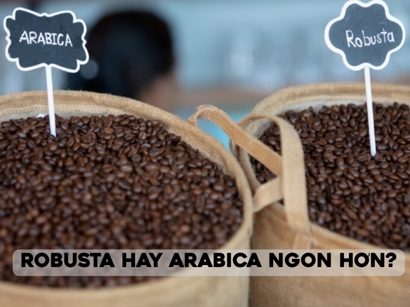 arabica hay robusta ngon hon