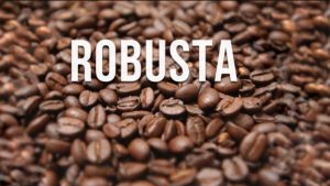  robusta la gi