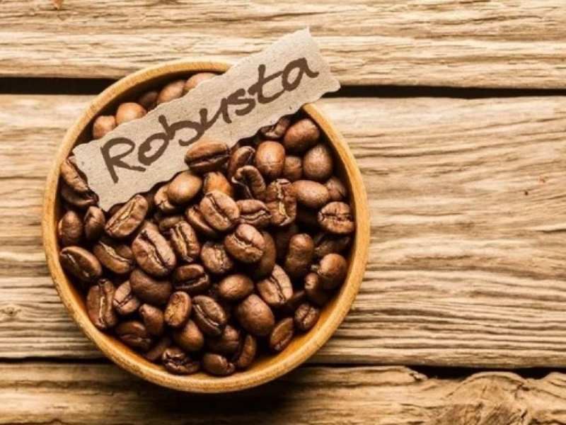 Cà phê hạt loại nào ngon nhất? Gợi ý theo từng khẩu vị 1. Robusta – Lựa chọn cho người thích cà phê đậm, đắng, mạnh Robusta, hay còn gọi là cà phê vối, là loại cà phê được trồng phổ biến nhất tại Việt Nam, đặc biệt ở khu vực Tây Nguyên như Đắk Lắk, Gia Lai, Đắk Nông và Lâm Đồng. Đây cũng là loại cà phê gắn liền với phong cách cà phê truyền thống Việt Nam. Hạt Robusta thường có vị đắng rõ, body dày, hương thơm mạnh và hàm lượng caffeine cao hơn Arabica. Khi pha phin, Robusta cho nước cà phê màu nâu đậm, sánh, vị đậm và hậu vị kéo dài. Nếu bạn thích ly cà phê có cảm giác “tỉnh táo”, đậm đà, ít chua và hợp với sữa đặc, Robusta là lựa chọn rất phù hợp. Phù hợp với: cà phê phin, cà phê sữa đá, cà phê đen đá, cà phê rang đậm. Gu vị: đắng mạnh, đậm, ít chua, hậu vị rõ.