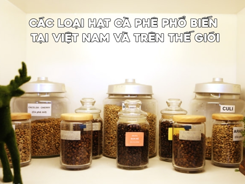 cac loai hat ca phe pho bien