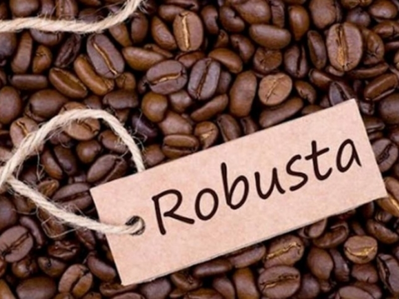 Robusta – Đậm vị, giàu caffeine Robusta mang đến hương vị đậm đà cùng hàm lượng caffeine cao hơn Arabica. Đây là lựa chọn lý tưởng cho những ai thích cà phê mạnh, hậu vị rõ nét và cần sự tỉnh táo kéo dài.