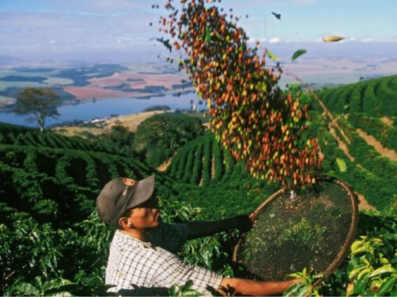 Câu chuyện của cây cà phê tại Việt Nam Tìm hiểu nguồn gốc cây cà phê ở Việt Nam, cây cà phê được du nhập từ cuối thế kỷ XIX và nhanh chóng phát triển mạnh tại Tây Nguyên. Hiện tại, Việt Nam đã khẳng định vị thế của mình, trở thành một trong những quốc gia hàng đầu về sản xuất và xuất khẩu cà phê trên toàn cầu. 