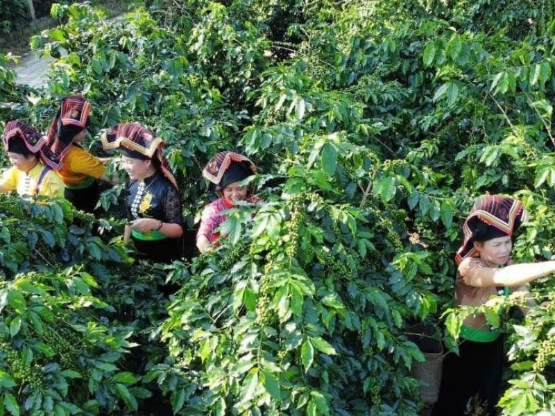 Chọn vùng trồng cà phê phù hợp FivCafe ưu tiên các vùng trồng cà phê có khí hậu và thổ nhưỡng lý tưởng như Tây Nguyên. Điều kiện tự nhiên thuận lợi giúp hạt cà phê phát triển đồng đều và giữ được hương vị đặc trưng.