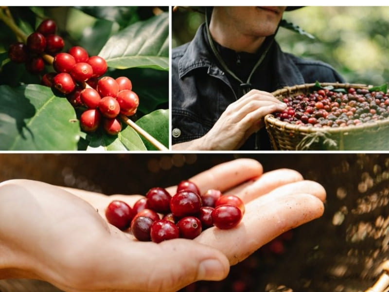 Thu hoạch khi quả chín đạt chuẩn Chỉ những quả cà phê chín đỏ đạt độ chín lý tưởng mới được thu hái. Điều này giúp hạt cà phê giữ được hương thơm tự nhiên, vị đậm đà và hạn chế các khuyết điểm trong quá trình chế biến.