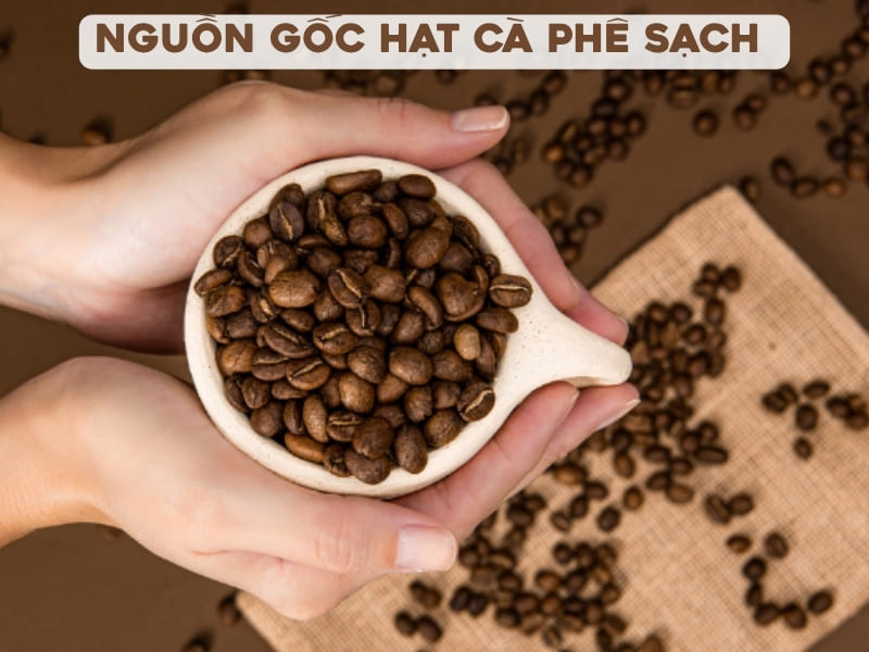 Nguồn gốc hạt cà phê sạch quyết định phần lớn chất lượng và hương vị của mỗi ly cà phê. Vậy bạn có biết tại FivCafe, những hạt cà phê có nguồn gốc từ đâu không?