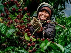 Robusta