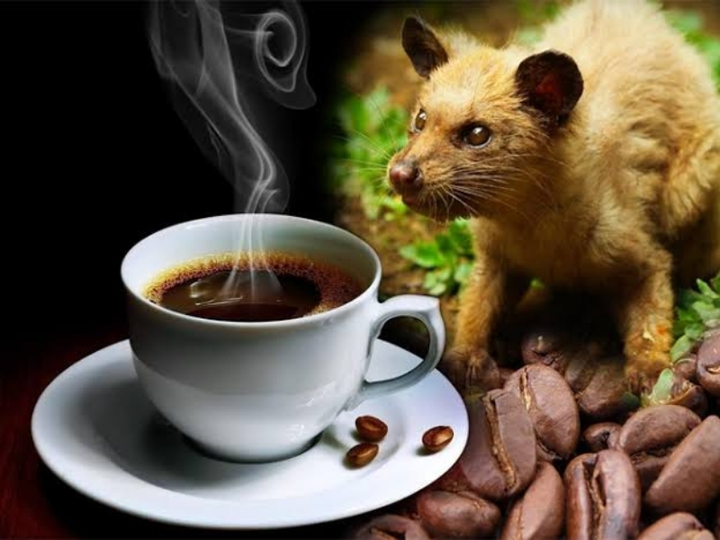 Cà phê hạt loại nào ngon nhất? Gợi ý theo từng khẩu vị 6. Cà phê chồn – Lựa chọn cho người muốn trải nghiệm đặc biệt Cà phê chồn là loại cà phê đặc biệt, thường được biết đến với mức giá cao và quy trình tạo hương vị khác biệt. Hạt cà phê sau khi được cầy vòi hương ăn và thải ra sẽ trải qua quá trình làm sạch, xử lý, rang xay trước khi sử dụng. Hương vị của cà phê chồn thường được mô tả là dịu, ít gắt, có độ bùi và hậu vị lạ. Tuy nhiên, khi lựa chọn cà phê chồn, người tiêu dùng nên chú ý đến nguồn gốc sản phẩm, quy trình sản xuất và yếu tố đạo đức trong chăn nuôi để đảm bảo trải nghiệm thưởng thức an toàn, minh bạch và có trách nhiệm.