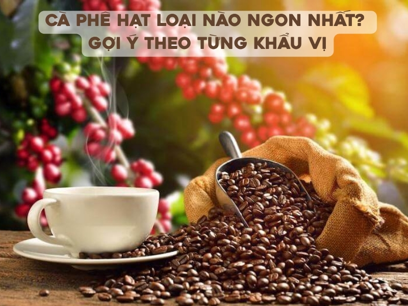 Cà phê hạt loại nào ngon nhất? Gợi ý theo từng khẩu vị ca phe hat loai nao ngon nhat