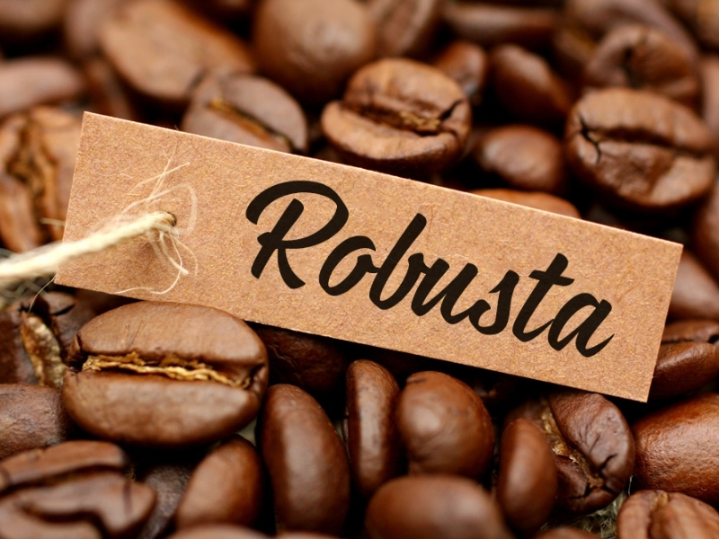 1. Robusta – Lựa chọn số 1 cho người thích vị đậm Robusta là dòng cà phê được sử dụng nhiều nhất khi pha phin tại Việt Nam. Đặc điểm Vị đắng rõ, hậu vị mạnh. Hàm lượng caffeine cao. Nước cà phê sánh đậm. Phù hợp uống đen đá hoặc cà phê sữa đá.