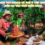 Mùa thu hoạch cà phê ở Việt Nam thường bắt đầu từ tháng 10 đến tháng 12, tùy vào giống cà phê và từng vùng trồng.