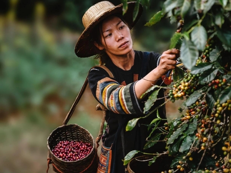 Quan sát màu sắc quả Quả cà phê chín thường chuyển sang màu đỏ tươi hoặc đỏ sẫm, tùy theo từng giống. Đây là dấu hiệu rõ ràng nhất cho thấy quả đã đạt độ chín và sẵn sàng thu hoạch.