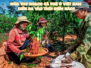 Mùa thu hoạch cà phê ở Việt Nam thường bắt đầu từ tháng 10 đến tháng 12, tùy vào giống cà phê và từng vùng trồng.