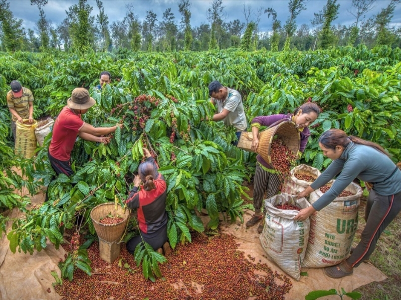 Mùa thu hoạch tại Tây Nguyên Tây Nguyên là vùng trồng cà phê lớn nhất cả nước, với mùa thu hoạch thường diễn ra từ tháng 10 đến tháng 12. Đây cũng là thời điểm phần lớn cà phê Robusta đạt độ chín, cho chất lượng hạt tốt nhất.