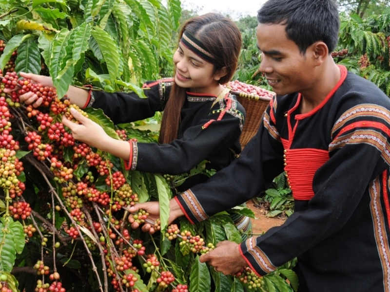 Mùa thu hoạch tại Tây Bắc Tại Tây Bắc, cà phê Arabica thường được thu hoạch từ tháng 11 đến tháng 1 năm sau. Khí hậu mát mẻ và địa hình cao giúp hạt cà phê phát triển chậm, tạo hương thơm và vị chua thanh đặc trưng.