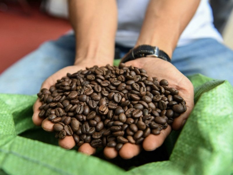 Thời vụ của Robusta Robusta thường được thu hoạch từ tháng 10 đến tháng 12, tập trung chủ yếu tại Tây Nguyên. Khi quả chín đỏ đồng đều, hạt sẽ đạt chất lượng tốt, cho hương vị đậm đà và hàm lượng caffeine cao.