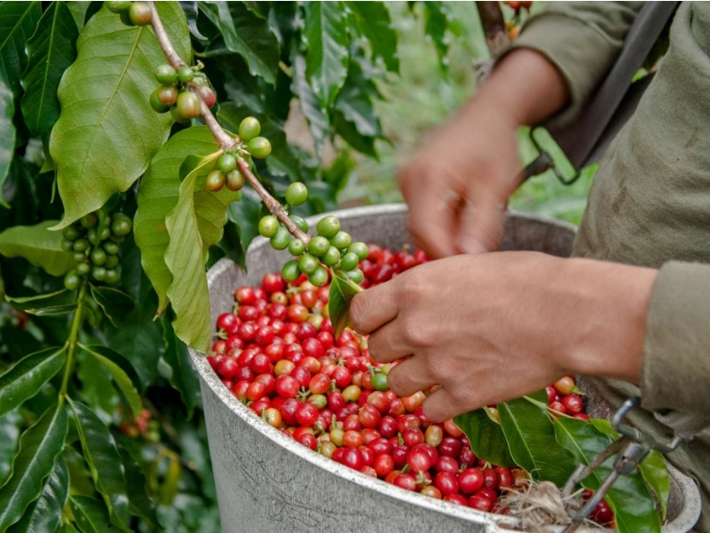 Ưu tiên hái quả chín Nên thu hái những quả đã chín đỏ để hạt đạt chất lượng tốt nhất. Thu hoạch đúng độ chín giúp cà phê có hương thơm rõ hơn, vị cân bằng và đồng đều sau khi rang.