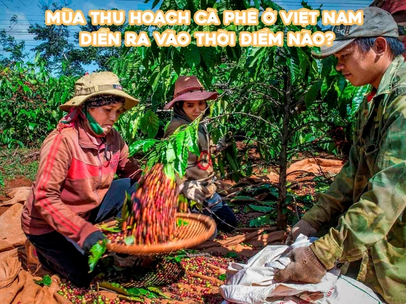 Mùa thu hoạch cà phê ở Việt Nam thường bắt đầu từ tháng 10 đến tháng 12, tùy vào giống cà phê và từng vùng trồng.