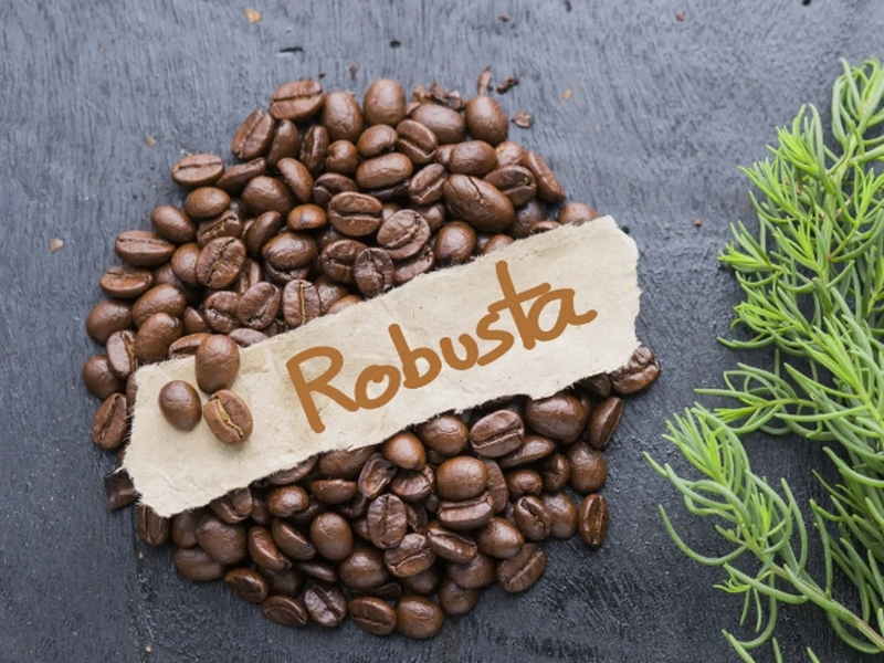 2. Robusta – Lựa chọn cho người thích cà phê đậm đà, mạnh mẽ Nếu bạn thích cà phê đậm, đắng rõ và giúp tỉnh táo nhanh, Robusta là lựa chọn phù hợp. Đây là dòng cà phê rất phổ biến tại Việt Nam, đặc biệt được yêu thích trong cách pha phin truyền thống. Robusta có hàm lượng caffeine cao hơn Arabica, vì vậy thường mang lại cảm giác tỉnh táo mạnh hơn. Hương vị của Robusta thiên về vị đắng, body dày, đậm và rất hợp khi pha cùng sữa đặc để tạo nên ly cà phê sữa đá quen thuộc. Nếu bạn hỏi cafe loại nào ngon nhất để pha phin đậm vị, Robusta chắc chắn là một trong những lựa chọn hàng đầu.