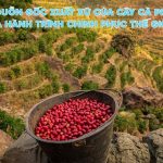 nguon goc xuat xu cua cay ca phe