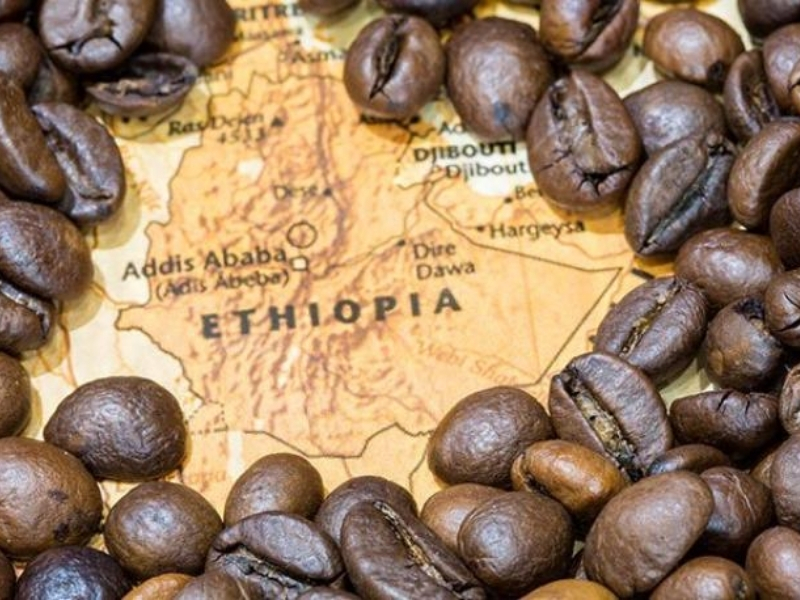 Nguồn Gốc Xuất Xứ Của Cây Cà Phê Và Hành Trình Chinh Phục Thế Giới Từ Ethiopia đến Ả Rập Từ vùng cao nguyên Ethiopia, hạt cà phê được đưa đến Yemen trên bán đảo Ả Rập vào khoảng thế kỷ XV. Tại đây, cà phê lần đầu được trồng quy mô lớn, chế biến thành thức uống và nhanh chóng trở thành một phần trong đời sống văn hóa của người dân.