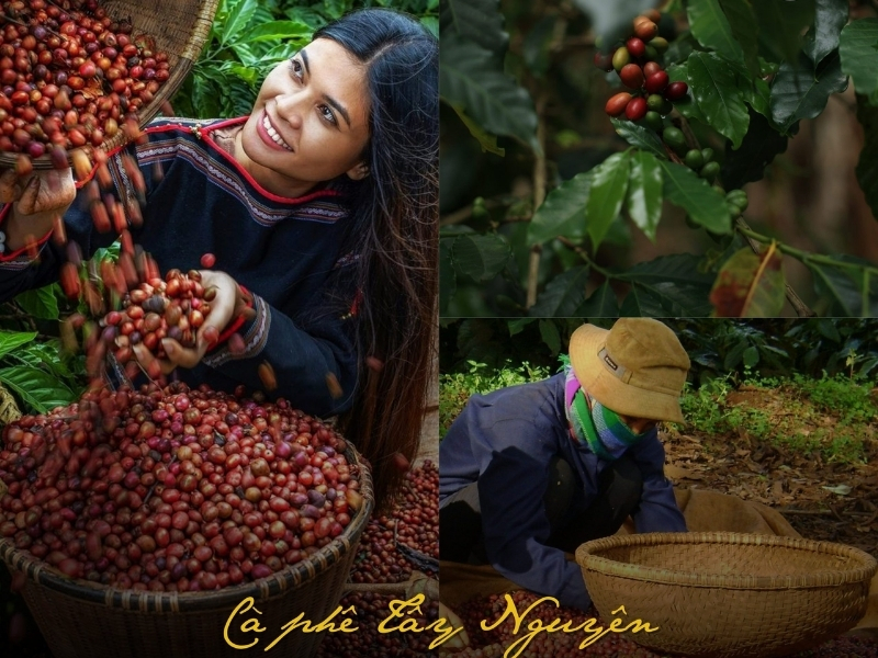 Nguồn Gốc Xuất Xứ Của Cây Cà Phê Và Hành Trình Chinh Phục Thế Giới Tây Nguyên trở thành thủ phủ cà phê Với khí hậu cao nguyên mát mẻ, đất đỏ bazan màu mỡ và mùa khô rõ rệt, Tây Nguyên là khu vực lý tưởng để trồng cà phê, đặc biệt là Robusta. Các tỉnh như Đắk Lắk, Lâm Đồng, Gia Lai và Đắk Nông hiện là những vùng nguyên liệu trọng điểm, đóng góp phần lớn sản lượng cà phê của Việt Nam và đưa cà phê Việt vươn ra thị trường quốc tế.