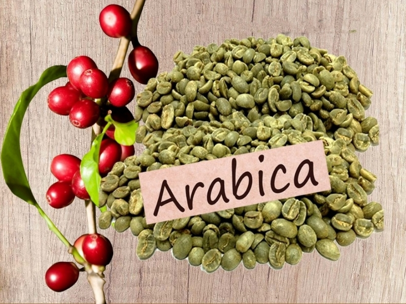 Nguồn Gốc Xuất Xứ Của Cây Cà Phê Và Hành Trình Chinh Phục Thế Giới Arabica Arabica được ưa chuộng nhờ hương thơm thanh, vị chua nhẹ và hậu vị ngọt tự nhiên. Loại cà phê này thường được trồng ở vùng có độ cao lớn và phù hợp với những người yêu thích hương vị tinh tế, nhẹ nhàng.