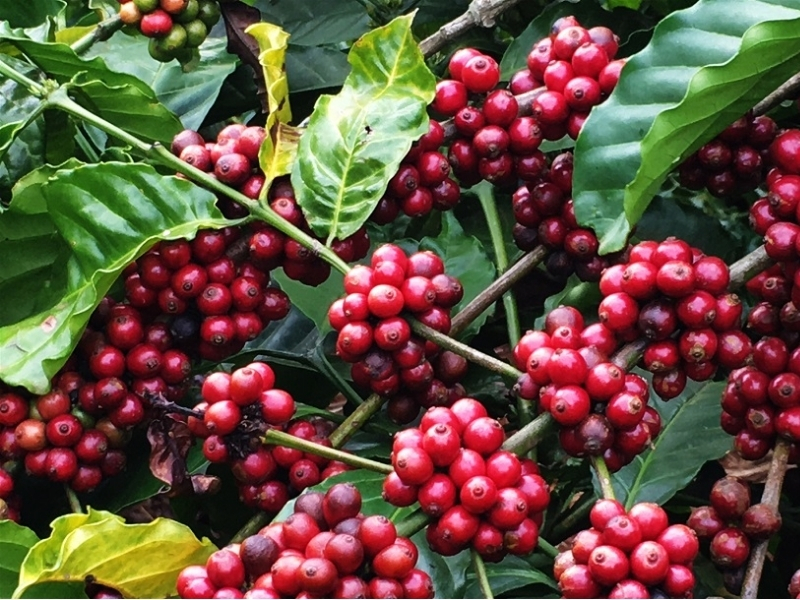 Nguồn Gốc Xuất Xứ Của Cây Cà Phê Và Hành Trình Chinh Phục Thế Giới Robusta Robusta có vị đậm, ít chua, hàm lượng caffeine cao và hương thơm mạnh mẽ. Nhờ khả năng thích nghi tốt với khí hậu nhiệt đới, giống cà phê này chiếm phần lớn diện tích trồng tại Tây Nguyên và góp phần đưa Việt Nam trở thành một trong những quốc gia xuất khẩu cà phê hàng đầu thế giới.