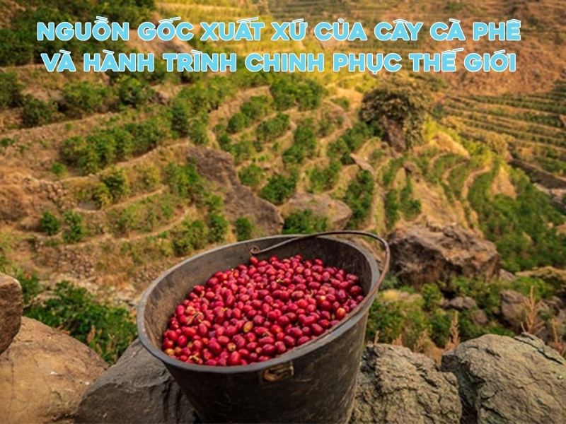 Nguồn Gốc Xuất Xứ Của Cây Cà Phê Và Hành Trình Chinh Phục Thế Giới nguon goc xuat xu cua cay ca phe