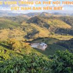 Vùng trồng cà phê nổi tiếng ở Việt Nam chủ yếu tập trung tại Tây Nguyên, nơi có điều kiện khí hậu và thổ nhưỡng lý tưởng để tạo nên những hạt cà phê chất lượng.