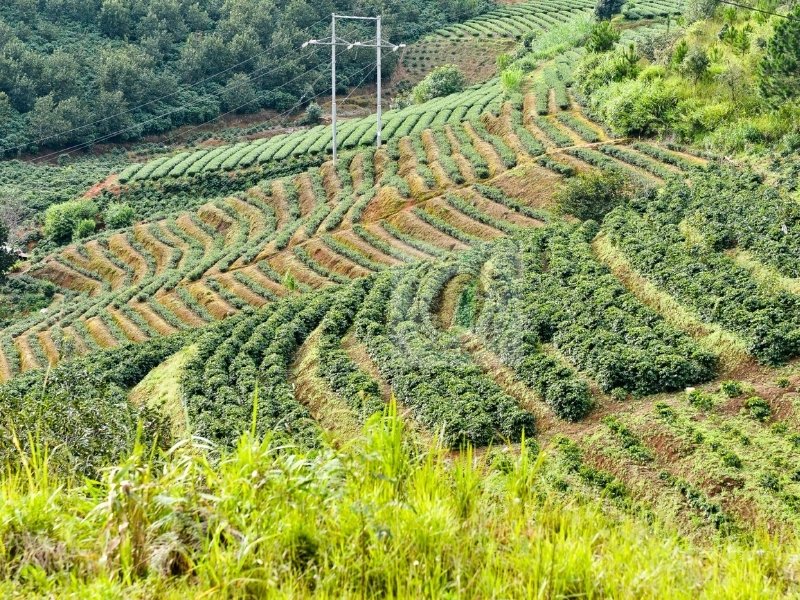 Các vùng trồng cà phê nổi tiếng ở Việt Nam bạn nên biết Khí hậu thích hợp Tây Nguyên có khí hậu mát mẻ, độ cao từ 500–1.500 m cùng hai mùa mưa – khô rõ rệt. Đây là môi trường lý tưởng để cây cà phê sinh trưởng, cho hạt có hương vị đậm đà và chất lượng ổn định.
