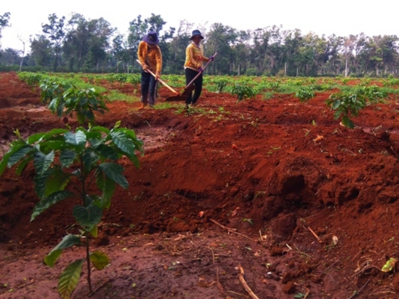 Các vùng trồng cà phê nổi tiếng ở Việt Nam bạn nên biết Đất bazan màu mỡ Phần lớn vùng trồng cà phê Việt Nam sở hữu đất đỏ bazan giàu dinh dưỡng, giữ ẩm tốt và thoát nước hiệu quả. Nhờ đó, cây cà phê phát triển khỏe mạnh, cho năng suất và chất lượng hạt cao.