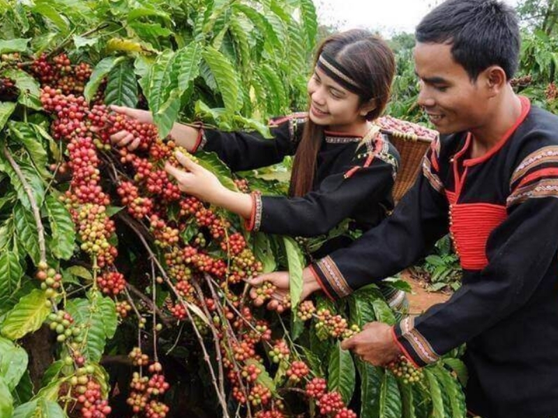 Các vùng trồng cà phê nổi tiếng ở Việt Nam bạn nên biết Thế mạnh cà phê Robusta Đắk Lắk là vùng trồng Robusta lớn nhất cả nước, đặc biệt tập trung tại Buôn Ma Thuột và các khu vực lân cận. Hạt Robusta nơi đây có chất lượng ổn định, được sử dụng rộng rãi để phục vụ tiêu dùng trong nước và xuất khẩu.