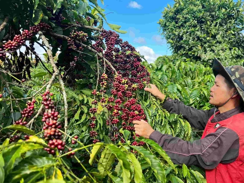 Các vùng trồng cà phê nổi tiếng ở Việt Nam bạn nên biết Nổi bật với Arabica Lâm Đồng là địa phương có diện tích trồng Arabica lớn nhất cả nước, nhất là tại Đà Lạt. Nhờ được canh tác ở độ cao lý tưởng, hạt Arabica nơi đây có chất lượng ổn định và được nhiều thương hiệu cà phê lựa chọn.
