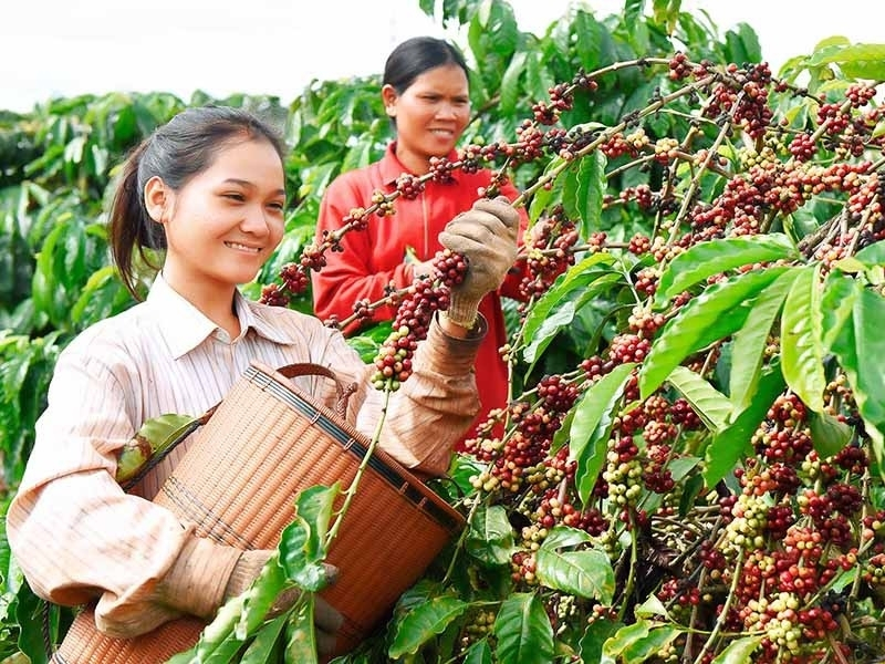 Các vùng trồng cà phê nổi tiếng ở Việt Nam bạn nên biết Điều kiện tự nhiên thuận lợi Gia Lai sở hữu đất đỏ bazan màu mỡ, khí hậu ôn hòa và lượng mưa phù hợp cho cây cà phê phát triển. Những điều kiện này giúp cây sinh trưởng ổn định, cho năng suất cao và chất lượng hạt đồng đều qua nhiều vụ mùa.