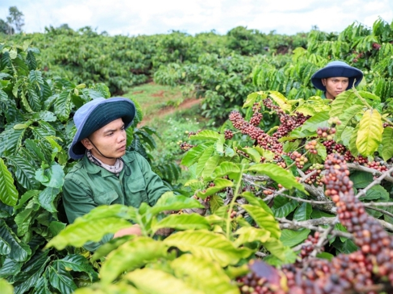 Các vùng trồng cà phê nổi tiếng ở Việt Nam bạn nên biết Phát triển cà phê Arabica Kon Tum sở hữu nhiều khu vực có độ cao phù hợp để trồng Arabica, đặc biệt tại các huyện vùng núi. Nhờ điều kiện tự nhiên thuận lợi, hạt cà phê Arabica nơi đây có chất lượng tốt và ngày càng được thị trường quan tâm.