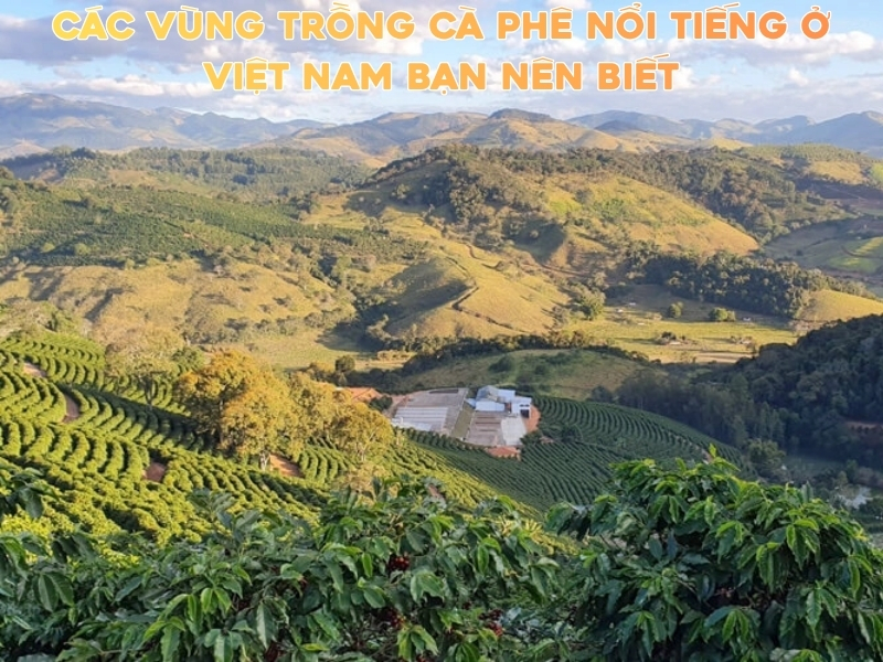 Các vùng trồng cà phê nổi tiếng ở Việt Nam bạn nên biết Vùng trồng cà phê nổi tiếng ở Việt Nam chủ yếu tập trung tại Tây Nguyên, nơi có điều kiện khí hậu và thổ nhưỡng lý tưởng để tạo nên những hạt cà phê chất lượng.