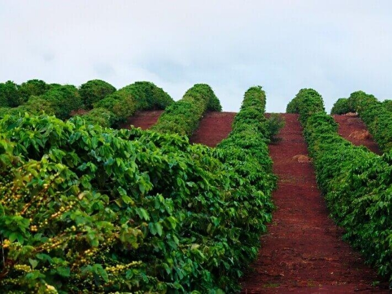 Khí hậu hợp cây cà phê Buôn Ma Thuột có khí hậu cao nguyên với mùa mưa và mùa khô tương đối rõ rệt, thuận lợi cho quá trình sinh trưởng và tích lũy dưỡng chất của cây. Điều kiện tự nhiên này góp phần tạo nên những hạt cà phê có hương thơm rõ, vị đậm và hậu vị đặc trưng.