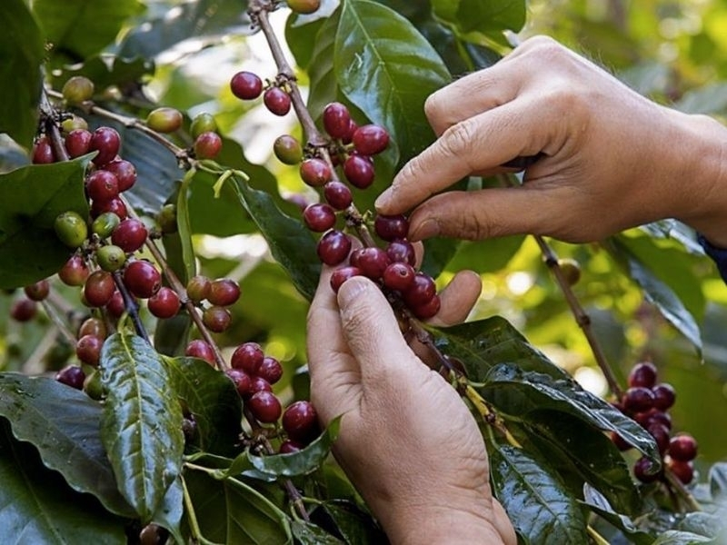 Chọn hạt đúng độ chín Thu hoạch khi quả cà phê đạt độ chín phù hợp giúp hạt phát triển đầy đủ về hương vị và chất lượng. Những quả chín đồng đều thường cho nguyên liệu ổn định hơn, hạn chế vị xanh, chát hoặc thiếu cân bằng sau khi rang.