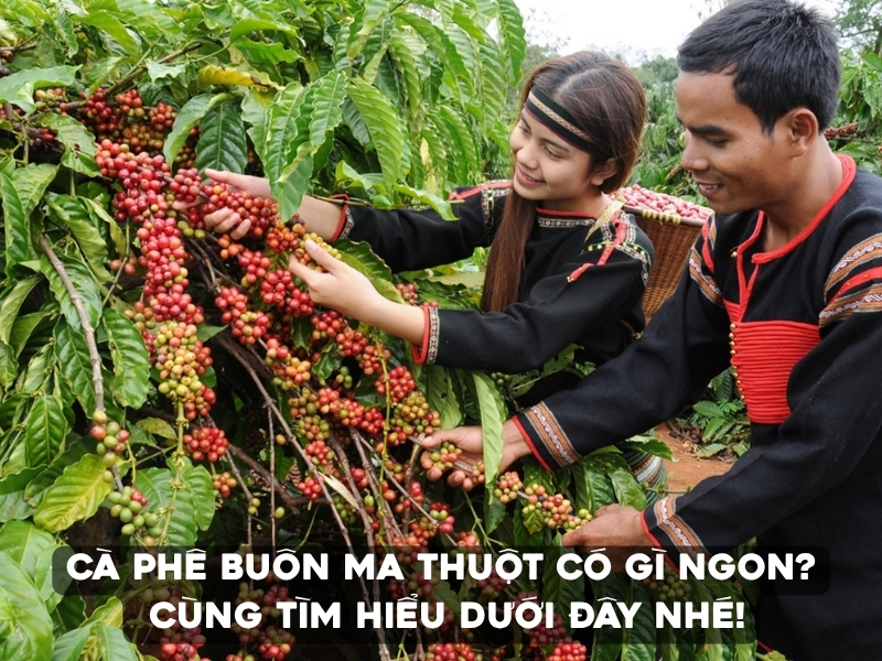 Cà phê Buôn Ma Thuột từ lâu đã gắn liền với vùng đất Tây Nguyên và văn hóa cà phê Việt Nam.