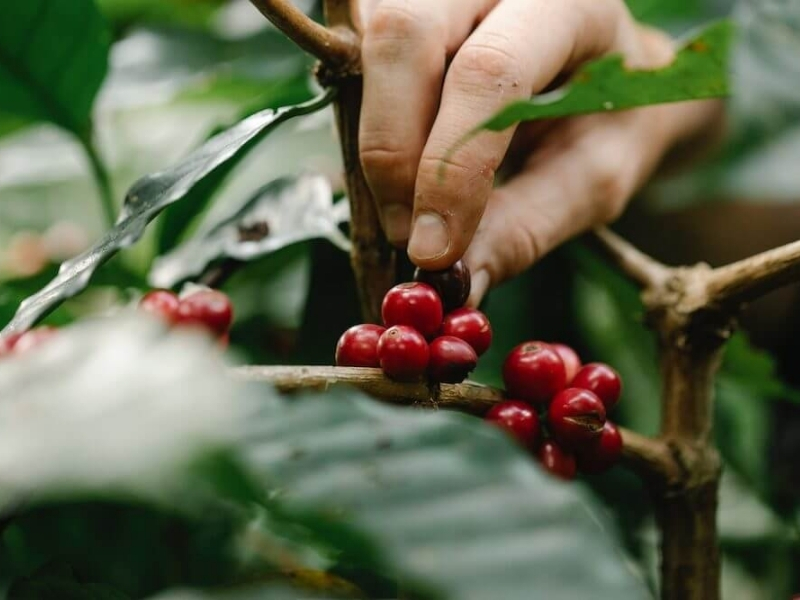 Cà phê Cherry có đặc điểm gì?

Khi chín, quả Cherry thường có màu sắc bắt mắt, thịt quả ngọt và hương thơm trái cây. Đặc điểm này có thể góp phần tạo nên những tầng hương vị tươi sáng, dễ nhận biết sau quá trình chế biến và rang.