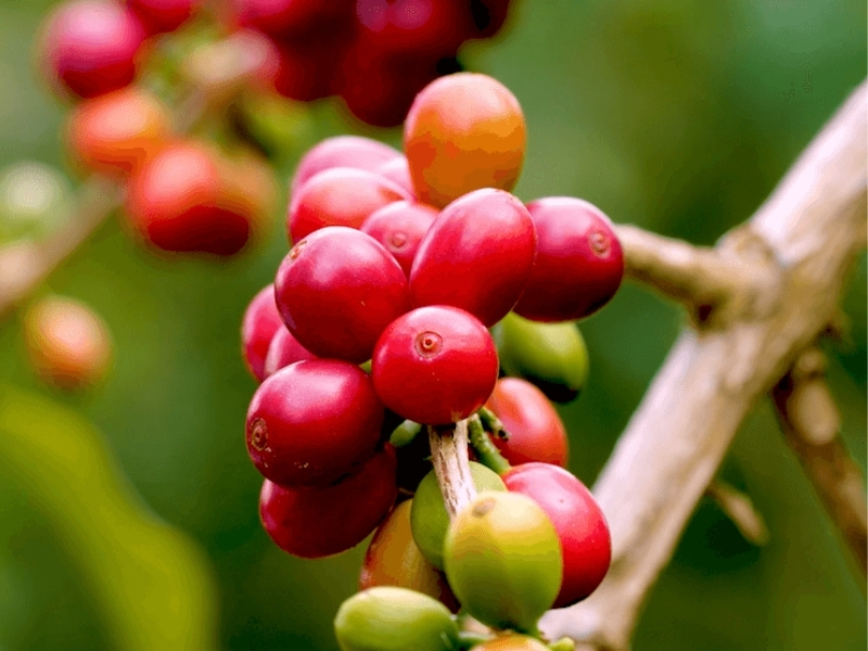 Đặc điểm của cây cà phê Cherry

Cây cà phê Cherry có sức sinh trưởng khá tốt, thân cây khỏe, lá xanh và cho quả thành từng chùm. Khi được chăm sóc đúng kỹ thuật, cây có thể phát triển ổn định và cho năng suất phù hợp với điều kiện vùng trồng.