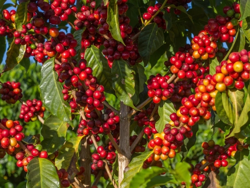 Quả chín có màu gì?

Khi chín, quả cà phê Cherry thường chuyển sang màu đỏ hoặc vàng, tùy giống và điều kiện canh tác. Quả chín có lớp thịt chứa đường tự nhiên, góp phần tạo nên những đặc tính hương vị sau khi chế biến.