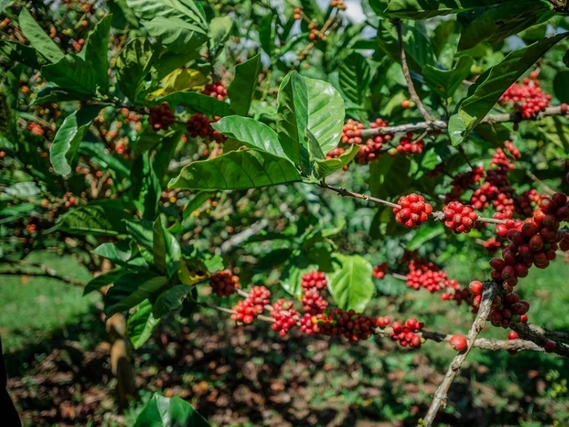 Những vùng trồng phổ biến

Cherry được trồng tại nhiều vùng cà phê ở Việt Nam, đặc biệt là khu vực Tây Nguyên và một số vùng có điều kiện phù hợp. Mỗi địa phương có độ cao, khí hậu và cách canh tác khác nhau nên hạt sau thu hoạch cũng có thể mang sắc thái riêng.