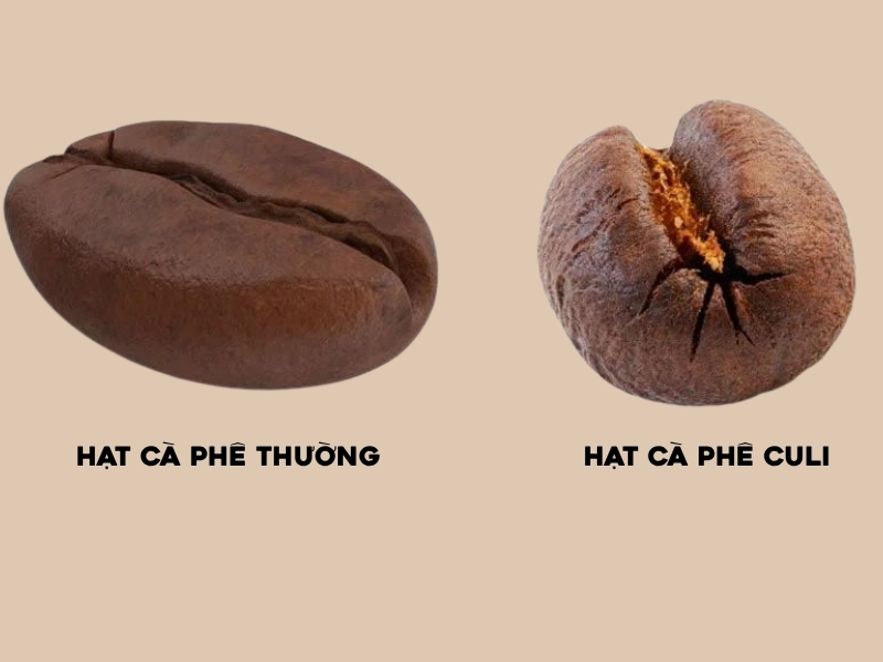 Culi khác cà phê thường thế nào? So với hạt cà phê thông thường, Culi thường cho vị đậm, thân vị dày và hậu vị lâu hơn khi được rang và pha phù hợp. Tuy nhiên, hương vị thực tế còn phụ thuộc vào giống cà phê, vùng trồng, mức rang và phương pháp chế biến.