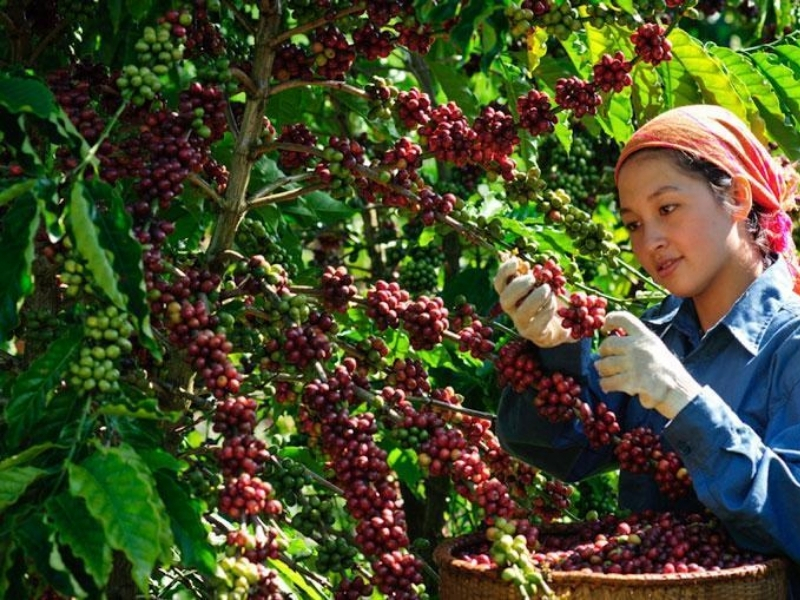 Culi từ vùng Tây Nguyên Tây Nguyên là vùng cà phê lớn, tạo điều kiện thuận lợi để những hạt Culi phát triển. Đất đai, khí hậu và độ cao của từng khu vực cũng góp phần tạo nên sự khác biệt về hương vị của Culi.